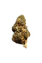 CC9 květy
